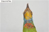 五色鳥藏品圖，第10張